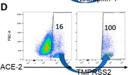 Detection of ACE-2 by Flow Cytometry