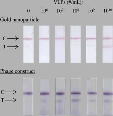 Lateral Flow Assay: fd/M13 bacteriophage Antibody [NB100-1633]