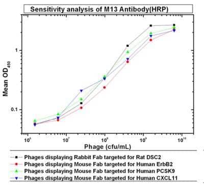 ELISA: fd/M13 bacteriophage Antibody (MM05) [NBP3-05788]