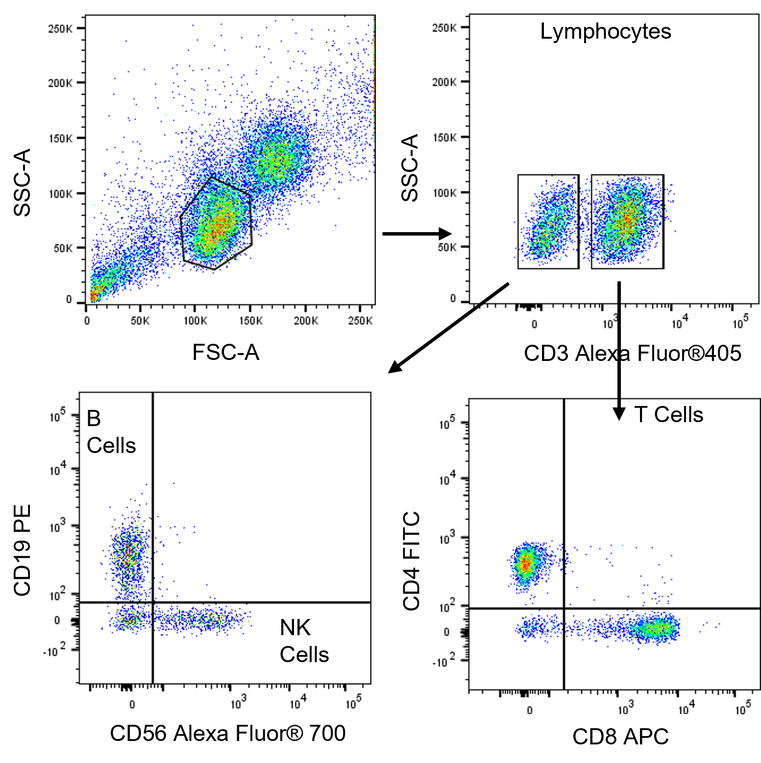 Pseudocolor flow cytometry plot showing gating strategy for CD4 and CD8 T cells, CD19 B Cells, and CD56 NK cells.