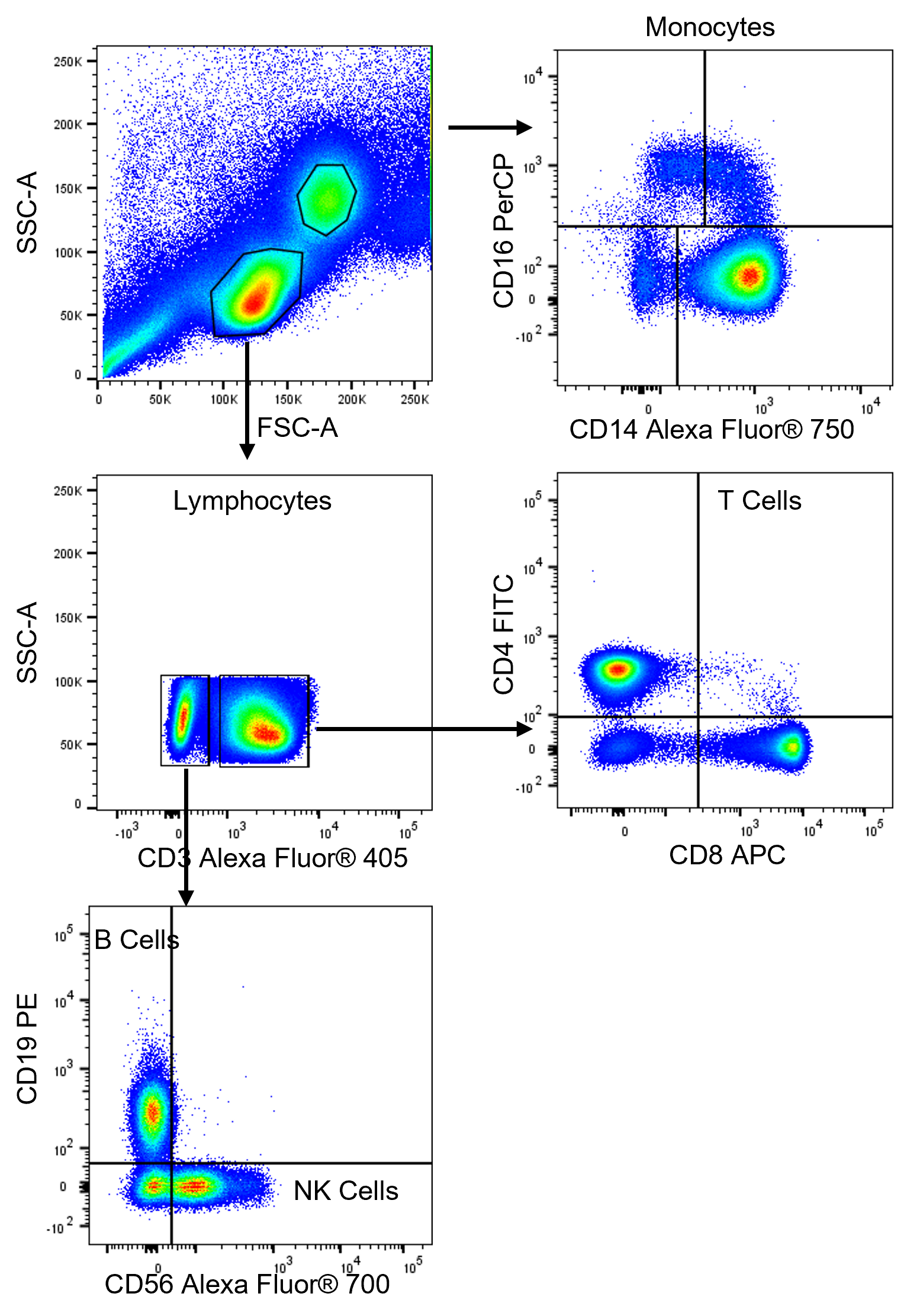 Pseudocolor flow cytometry plot showing gating strategy for CD4 and CD8 T cells, CD19 B Cells, CD14+ Classical Monocytes, CD16+ Non-classical Monocytes, and CD56 NK cells.