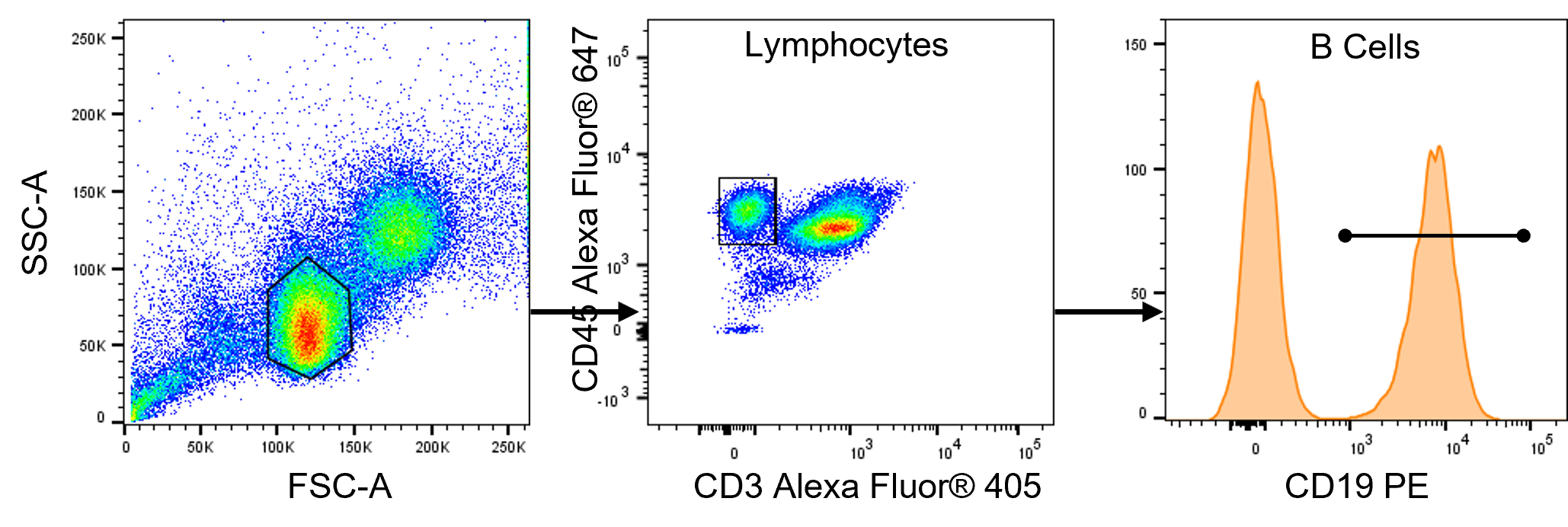 Pseudocolor flow cytometry plot showing gating strategy for CD19 B Cells.