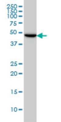 Western Blot: gamma-2 Tubulin Antibody (4F6) [H00027175-M01]