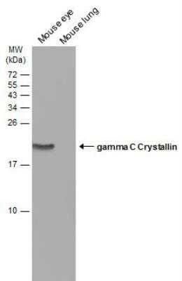 Western Blot: gamma C Crystallin Antibody [NBP1-32557]