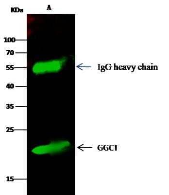 Immunoprecipitation: gamma-Glutamylcyclotransferase/CRF21/GGCT Antibody [NBP3-12540]