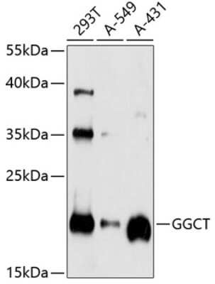 Western Blot: gamma-Glutamylcyclotransferase/CRF21/GGCT AntibodyAzide and BSA Free [NBP2-93353]