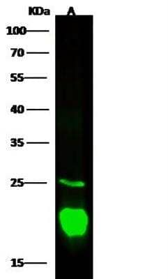 Western Blot: gamma-Glutamylcyclotransferase/CRF21/GGCT Antibody [NBP3-12540]