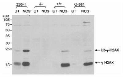 Knockout Validation of Histone H2AX Antibody in Human and Mouse Cells in Western Blot