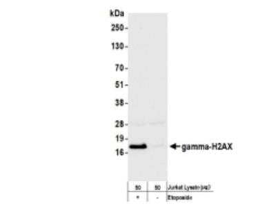 Western Blot: Histone H2AX [p Ser139] Antibody (BLR053F) [NBP3-14678]