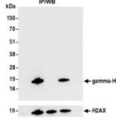 Immunoprecipitation: Histone H2AX [p Ser139] Antibody (BLR053F) [NBP3-14678]