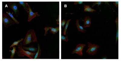 Immunocytochemistry/ Immunofluorescence: gamma Tubulin Antibody (4D11) [NB100-74421]