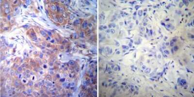 Immunohistochemistry-Paraffin: gamma Tubulin Antibody (4D11) [NB100-74421]