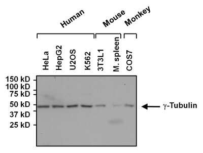 Western Blot: gamma Tubulin Antibody (4D11) [NB100-74421]