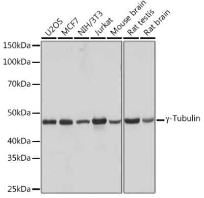 Western Blot: gamma Tubulin Antibody (5R3N3) [NBP3-16852]