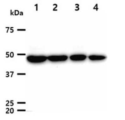 Western Blot: gamma Tubulin Antibody (9D6)BSA Free [NBP2-60245]