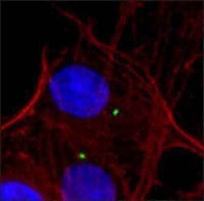 Immunocytochemistry/ Immunofluorescence: gamma Tubulin Antibody [NB120-11318]