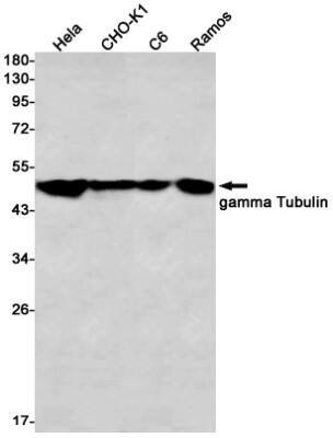 Western Blot: gamma Tubulin Antibody (S06-6A6) [NBP3-19866]