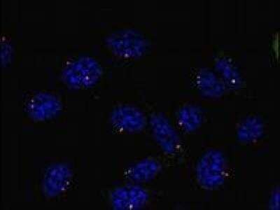 Immunocytochemistry/ Immunofluorescence: gamma Tubulin Antibody (TU-30) - BSA Free [NB500-574]