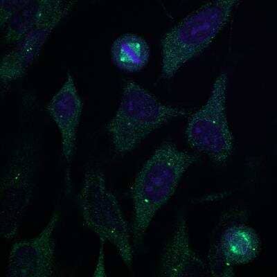Immunocytochemistry/ Immunofluorescence: gamma Tubulin Antibody (TU-30) - BSA Free [NB500-574]