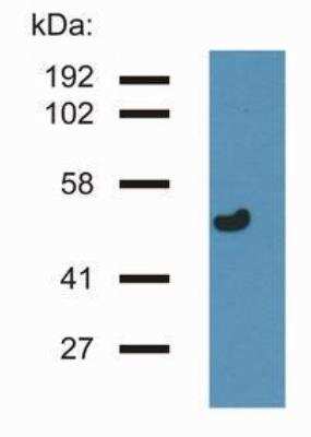Western Blot: gamma Tubulin Antibody (TU-32)BSA Free [NB110-90616]