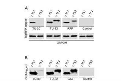 Western Blot: gamma Tubulin Antibody (TU-32)BSA Free [NB110-90616]