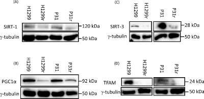 Western Blot: gamma Tubulin Antibody (TU-32)BSA Free [NB110-90616]