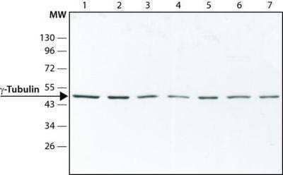 Western Blot: gamma Tubulin Antibody [NB120-11318]