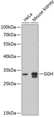 Western Blot: gamma-glutamyl hydrolase AntibodyBSA Free [NBP3-03614]