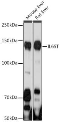 Western Blot: gp130/CD130 AntibodyAzide and BSA Free [NBP3-03789]