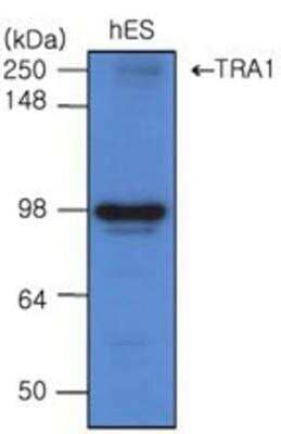 Western Blot: gp96/HSP90B1/GRP94 Antibody (2H3)BSA Free [NBP1-04346]