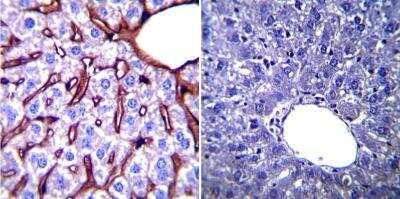 Immunohistochemistry-Paraffin: gp96/HSP90B1/GRP94 Antibody (9G10) [NB300-619]