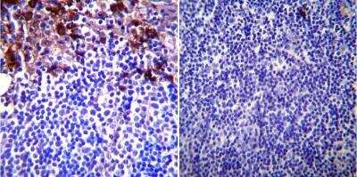Immunohistochemistry-Paraffin: gp96/HSP90B1/GRP94 Antibody (9G10) [NB300-619]