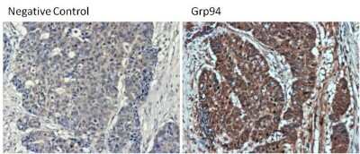 Immunohistochemistry-Paraffin: gp96/HSP90B1/GRP94 Antibody (9G10) [NB300-619]
