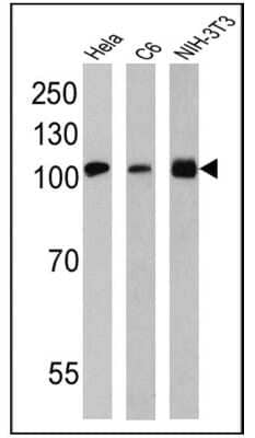 Western Blot: gp96/HSP90B1/GRP94 Antibody (9G10) [NB300-619]