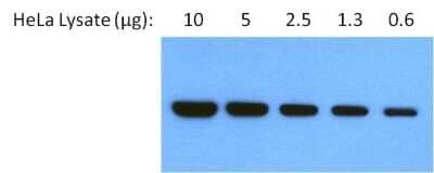 Western Blot: gp96/HSP90B1/GRP94 Antibody (9G10) [NB300-619]