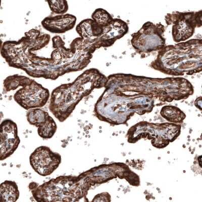 Immunohistochemistry-Paraffin: gp96/HSP90B1/GRP94 Antibody (CL2647) [NBP2-42379]