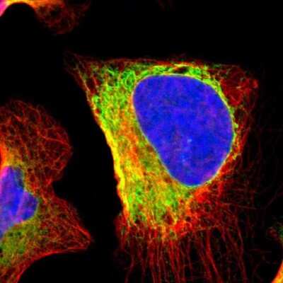 Immunocytochemistry/ Immunofluorescence: gp96/HSP90B1/GRP94 Antibody [NBP1-81802]