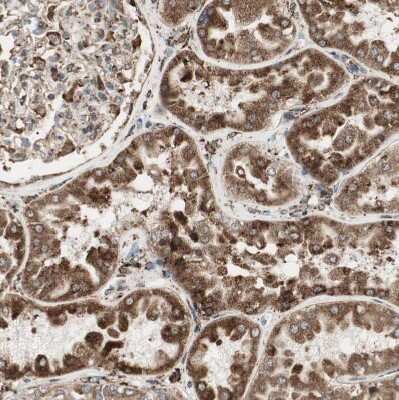Immunohistochemistry-Paraffin: gp96/HSP90B1/GRP94 Antibody [NBP1-81802]