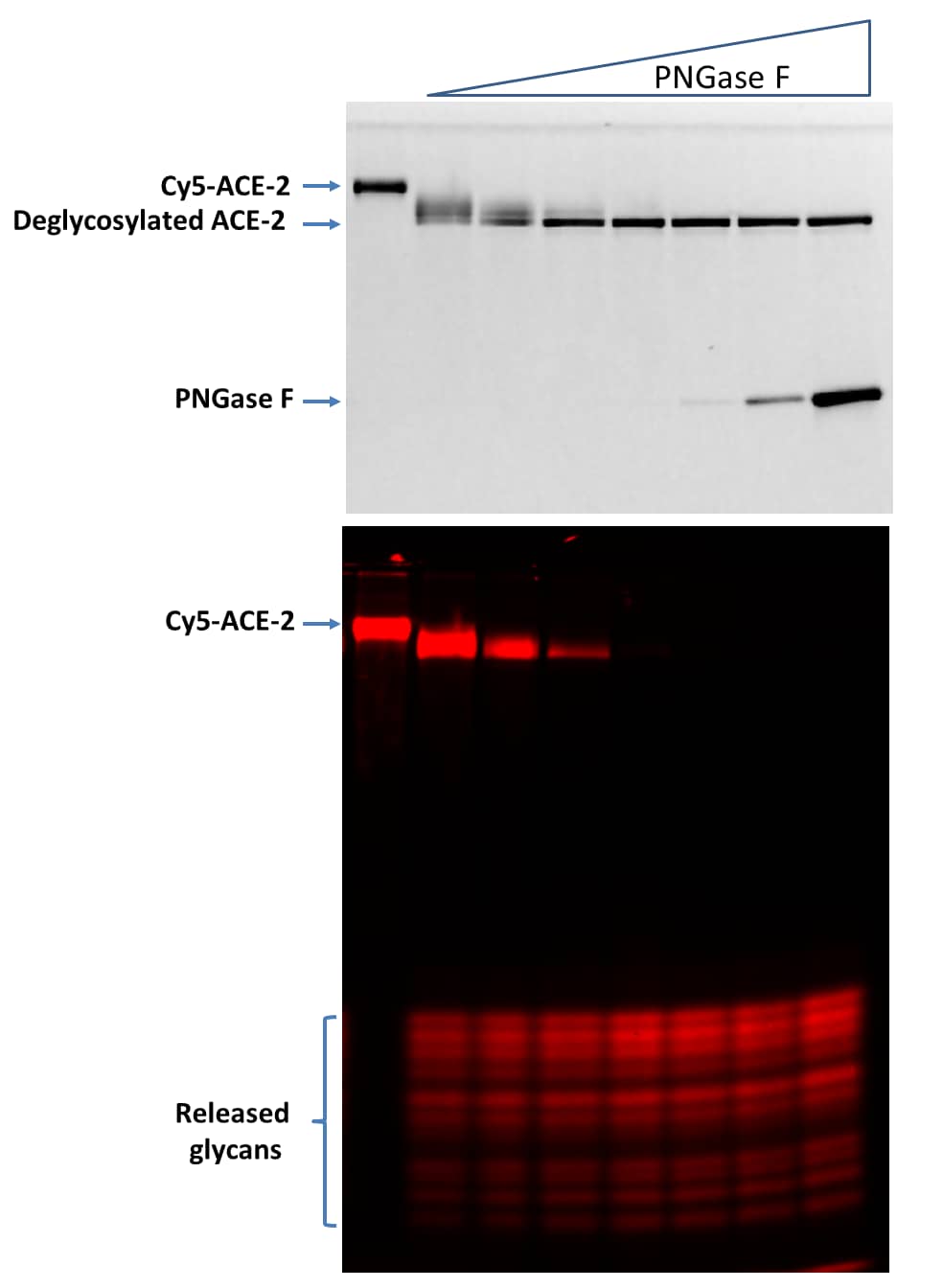 Cy5-Neu5Ac (N-glycan) Labeled Recombinant Human ACE-2 (GPN-Cy5-933) By ...