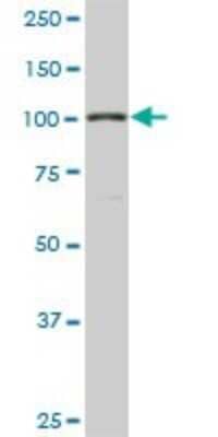 Western Blot: gtf3c3 Antibody (2D8) [H00009330-M01]