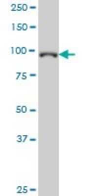 Western Blot: gtf3c3 Antibody (3D9) [H00009330-M02]