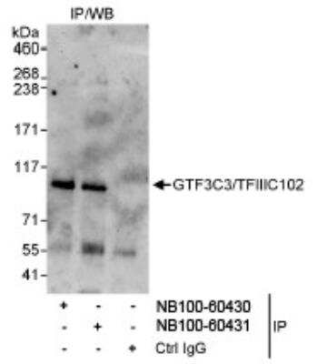 Immunoprecipitation: gtf3c3 Antibody [NB100-60430]