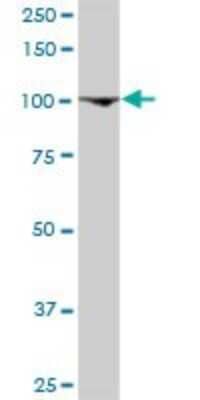 Western Blot: gtf3c3 Antibody [H00009330-D01P]