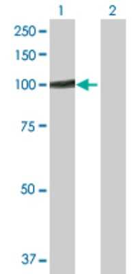 Western Blot: gtf3c3 Antibody [H00009330-D01P]