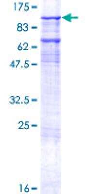 SDS-PAGE: Recombinant Human gtf3c3 GST (N-Term) Protein [H00009330-P01]