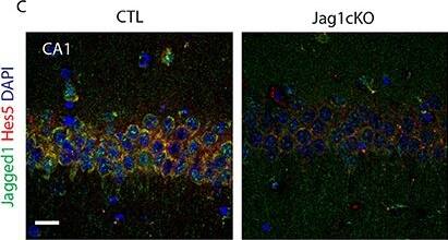 Jagged 1 Antibody (1E12)
