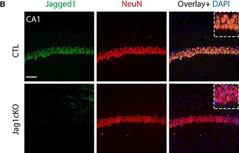 Jagged 1 Antibody (1E12)