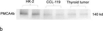 PMCA4 Antibody (2G8)
