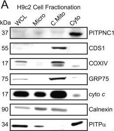 CDS1 Antibody (2D10)