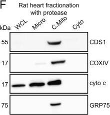 CDS1 Antibody (2D10)
